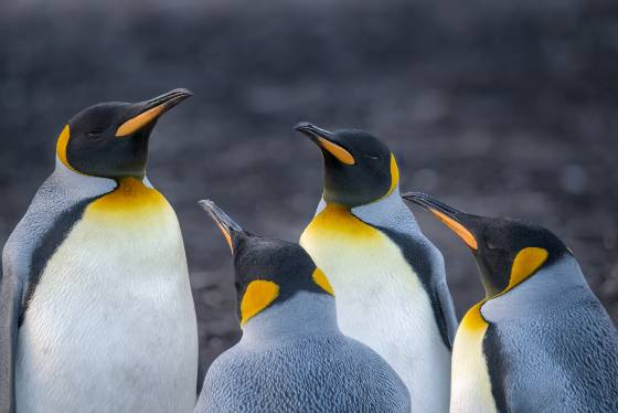 Penguin Guru and Followers King Penguins at the small colony at The Neck on Saunders Island in the Falklands.