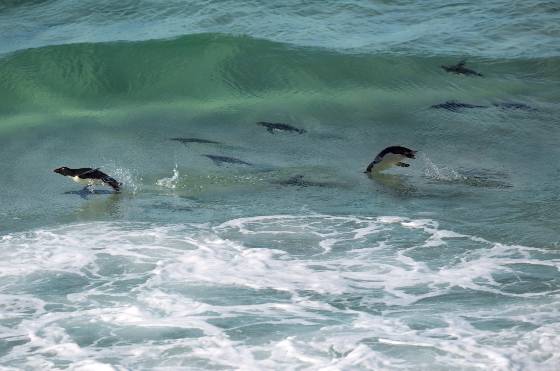 Rockhopper Penguins Jumping 2 Rockhopper penguins jumping in the water on Saunders Island in the Falklands