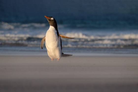 Traffic Cop Gentoo penguin at sunset at The Neck on Saunders Island in the Falklands.