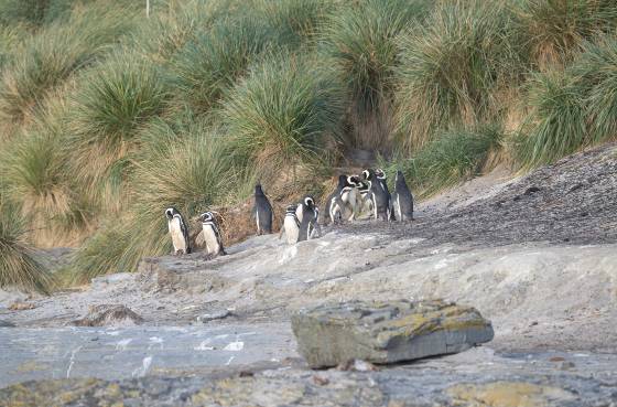 Magellanic Penguins and Tussac Grass Magellanic Penguins and Tussac Grass on Sea Lion Island in the Falklands.