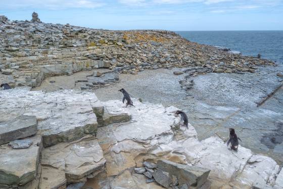 On the Move 1 Rockhopper Penguins at Rockhopper Point on Sea Lion Island in the Falklands.