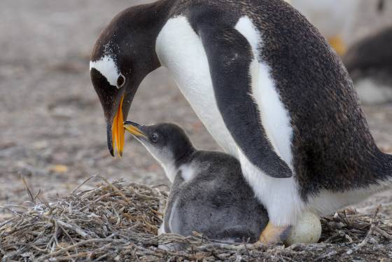 Penguin Chick and Egg Gentoo Penguin feeding her child while sitting on and egg at Sea Lion Island in the Falklands.