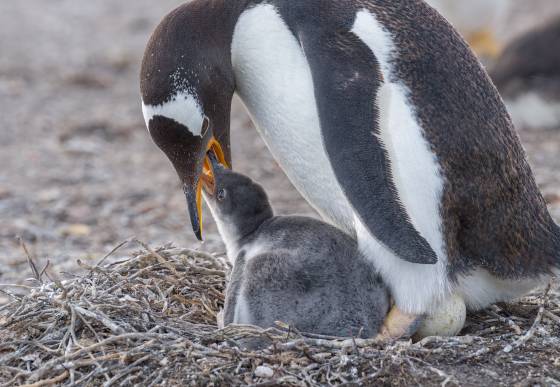 Penguin feeding Chick and Sitting on Egg Gentoo Penguin feeding her child while sitting on and egg at Sea Lion Island in the Falklands.