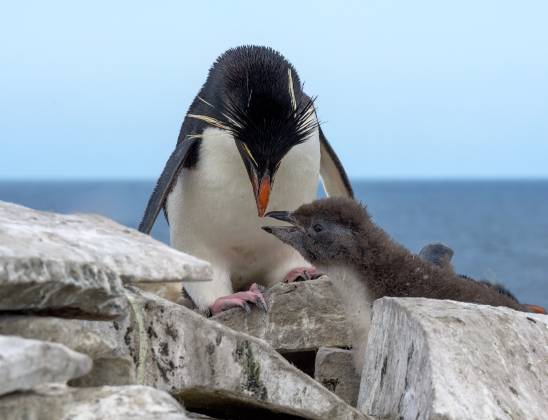 Rockhopper and Child Rockhopper penguin and child at Rockhopper Point on Sea Lion Island in the Falklands.