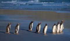 Gentoo Penguins thinking about going out to Sea on Saunders Island in the Falklands