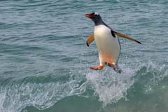 Gentoo Penguin Surfing.  Seen on Bleaker Island in The Falklands