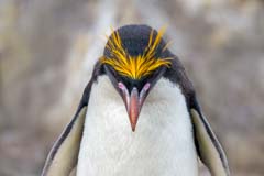 Macaroni Penguin seen on East Falkland Island in The Falklands