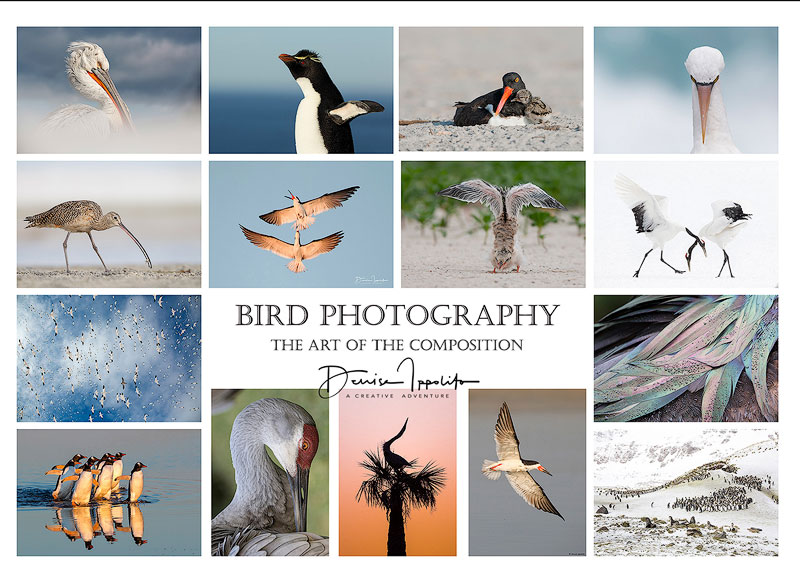 Denise Ippolito - bird-photography-the-art-of-the-composition
