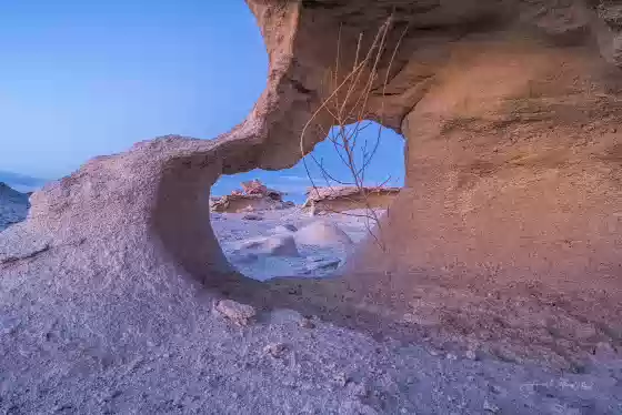 Bush growing in Arch 2 Eroded Rocks near the Factory Buttes Coal Mine