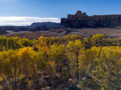 Fremont River Cottonwoods in Fall color and Steamboat Point near Hanksville, Utah