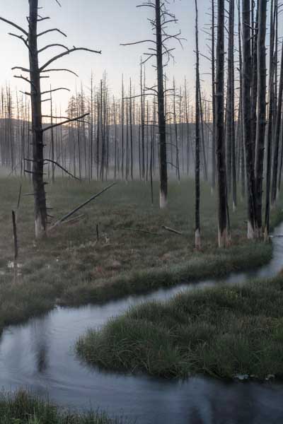 Yellowstone's Tangled Creek Dead Trees