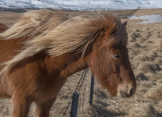 Beautiful Mane Beautiful mane on Icelandic Horse