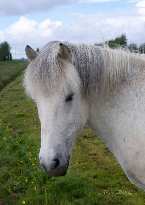 Icelandic Horse 12 Icelandic Horse in Pasture