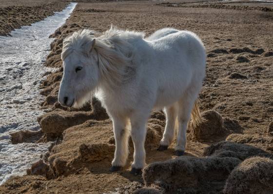Icelandic Horse 5 White Icelandic Horse