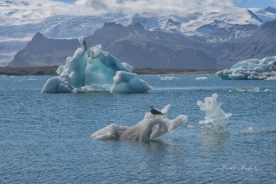 Gull on Icelberg Gull sitting on ice in glacial lagoon Jökulsarlon, Iceland.