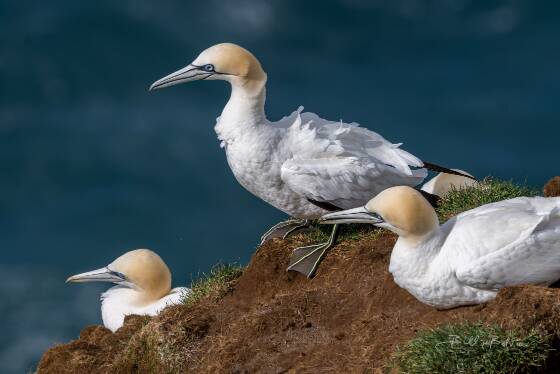 Northern Gannets 3 Northern Gannets seen from Storikarl in Northeast Iceland.