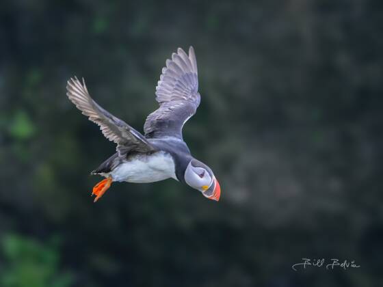 Puffin in Flight Puffin in-flight seen at the Latrabjarg Puffin Cliffs, Westfjords, Iceland.