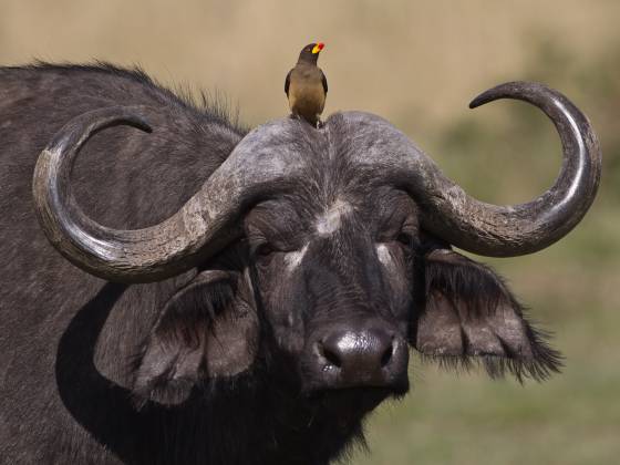 Buffalo and Oxpecker No 2 Red-billed oxpecker resting on cape buffalo 's head in the Maasai Mara
