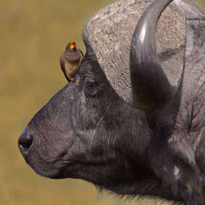 Buffalo and oxpecker No 3 Red-billed oxpecker resting on cape buffalo 's head in the Maasai Mara