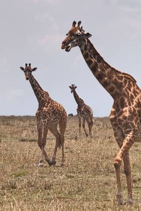 A Tower of Giraffes Giraffes, with their towering necks and distinctive spotted coats, are among the most iconic animals found in the grasslands and savannas of Africa. A group of...