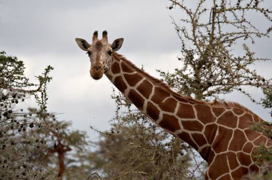 Giraffe 3 Giraffes, with their towering necks and distinctive spotted coats, are among the most iconic animals found in the grasslands and savannas of Africa. These...