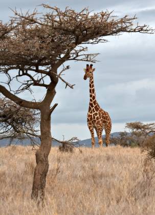 Giraffe fram by an Acacia tree Giraffes, with their towering necks and distinctive spotted coats, are among the most iconic animals found in the grasslands and savannas of Africa. These...