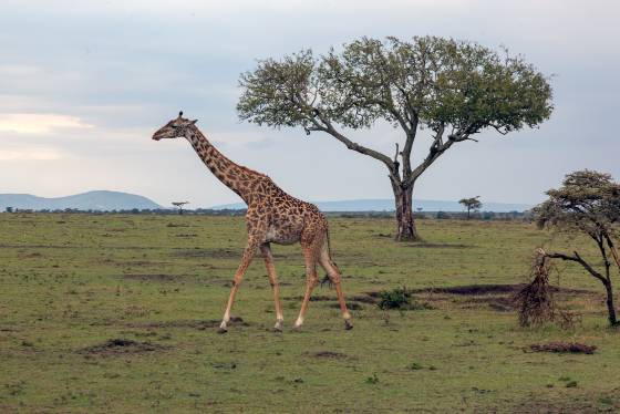 Giraffe on the Maasai Mara Giraffes, with their towering necks and distinctive spotted coats, are among the most iconic animals found in the grasslands and savannas of Africa. These...