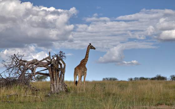 Lone Giraffe Giraffes, with their towering necks and distinctive spotted coats, are among the most iconic animals found in the grasslands and savannas of Africa. These...