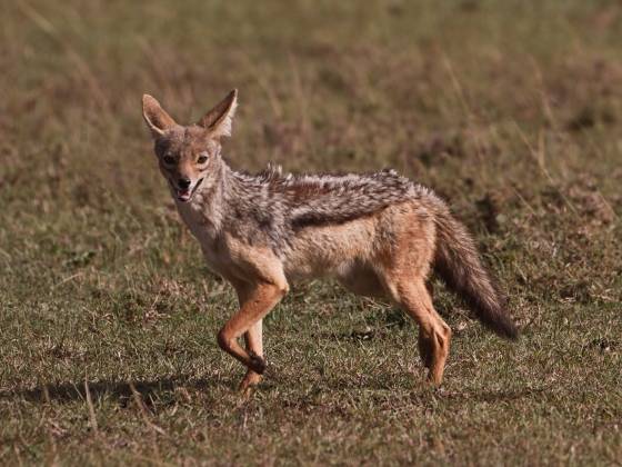 Black Backed Jackal Jackals are often associated with cunning behavior and are known for their stealth and patience. Jackals are opportunistic scavengers, feeding on carrion and...