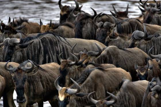 All Piled Up Wildebeest waiting to cross the Mara River from Kenya to Tanzania.