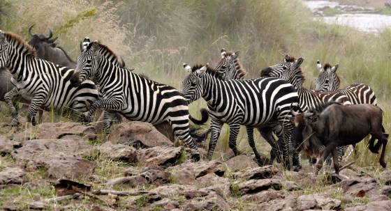 Changed Their Mind Zebra entered the Mara River to cross to Serengeti National Park in Tanzania. Something spooked them and they changed their mind and returned to Kenya' Maasai...