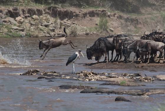 Leaping wildebeest and Marabou Stork Leaping wildebeest and Marabou Stork, also known as the Undertaker Bird. The Maribou stork is considered the ugliest bird in Africe.
