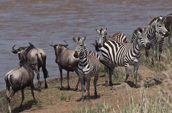 Thinking About It Wildebeest and Zebra thinking about crossing the Mara River from Kenya to Tanzania.