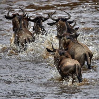 Wildebeest Crossing the Mara 1 Wildebeest Crossing the Mara River from Kenya to Tanzania.