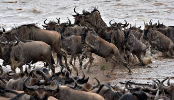 Wildebeest Crossing the Mara 3 Wildebeest Crossing the Mara River from Kenya to Tanzania.