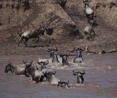 Wildebeest Crossing the Mara 6 Wildebeest Crossing the Mara River from Kenya to Tanzania.