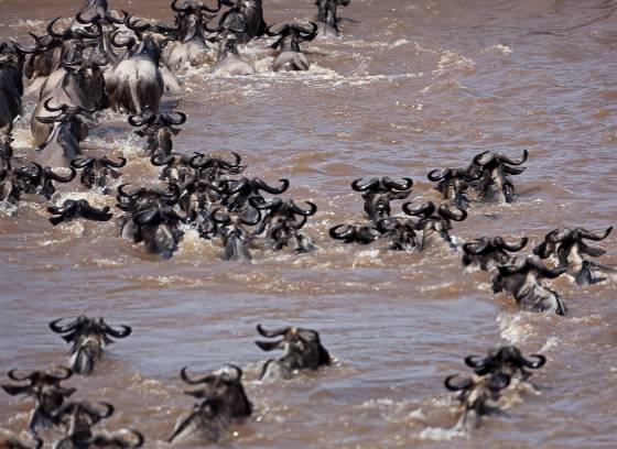 Wildebeest Crossing the Mara 7 Wildebeest Crossing the Mara River from Kenya to Tanzania.
