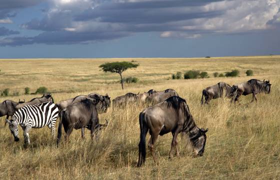 Zebra and Wildebeests Grazing Zebras and wildebeests are often found together in mixed herds, especially during their annual migration in East Africa. Zebras have keen eyesight, and...
