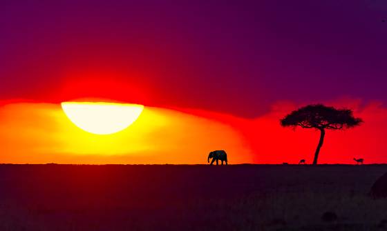 Amazing Sunset Elephant and deer silhouetted by the setting sun in the Maasai Mara, Kenya.