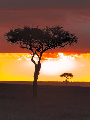 Balanite Tree Sunset Balanite trees silhouetted by the setting sun in the Maasai Mara, Kenya.