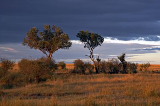 Storm approaching at the Maasai Mara. Storm approaching at the Maasai Mara., Kenya.