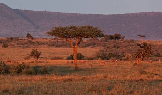 Topi and Tree Topi grazing under a Balanite tree in the Maasai Mara, Kenya.