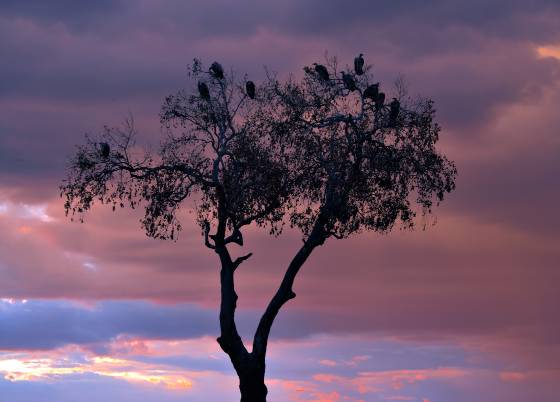 Vulture Tree No 2 Over a dozen vultures grace this tree taken at sunset in the Maasai Mara.