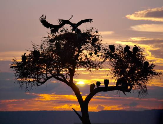 Vulture Tree Over a dozen vultures grace this tree taken at sunset in the Maasai Mara.