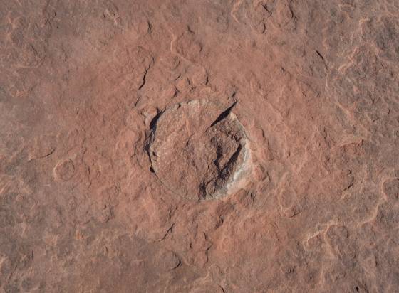 Not an Egg Imprint Circular imprint probably made by an iron concretion, aka Moqui Marble, at the Tuba CIty dinosaur trackway.