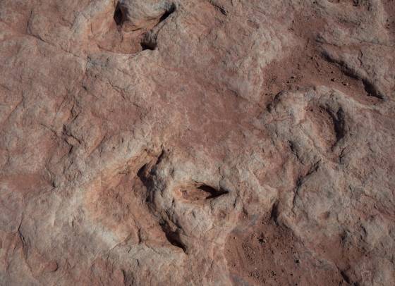 Three Dinosaur tracks Moenave dinsoaur tracks from the early Jurassic seen at the Tuba CIty Trackway in Arizona.