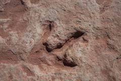 Dinosaur track at the Tuba City Tracksite in Arizona