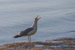 Seagull squealing at Mono Lake, California