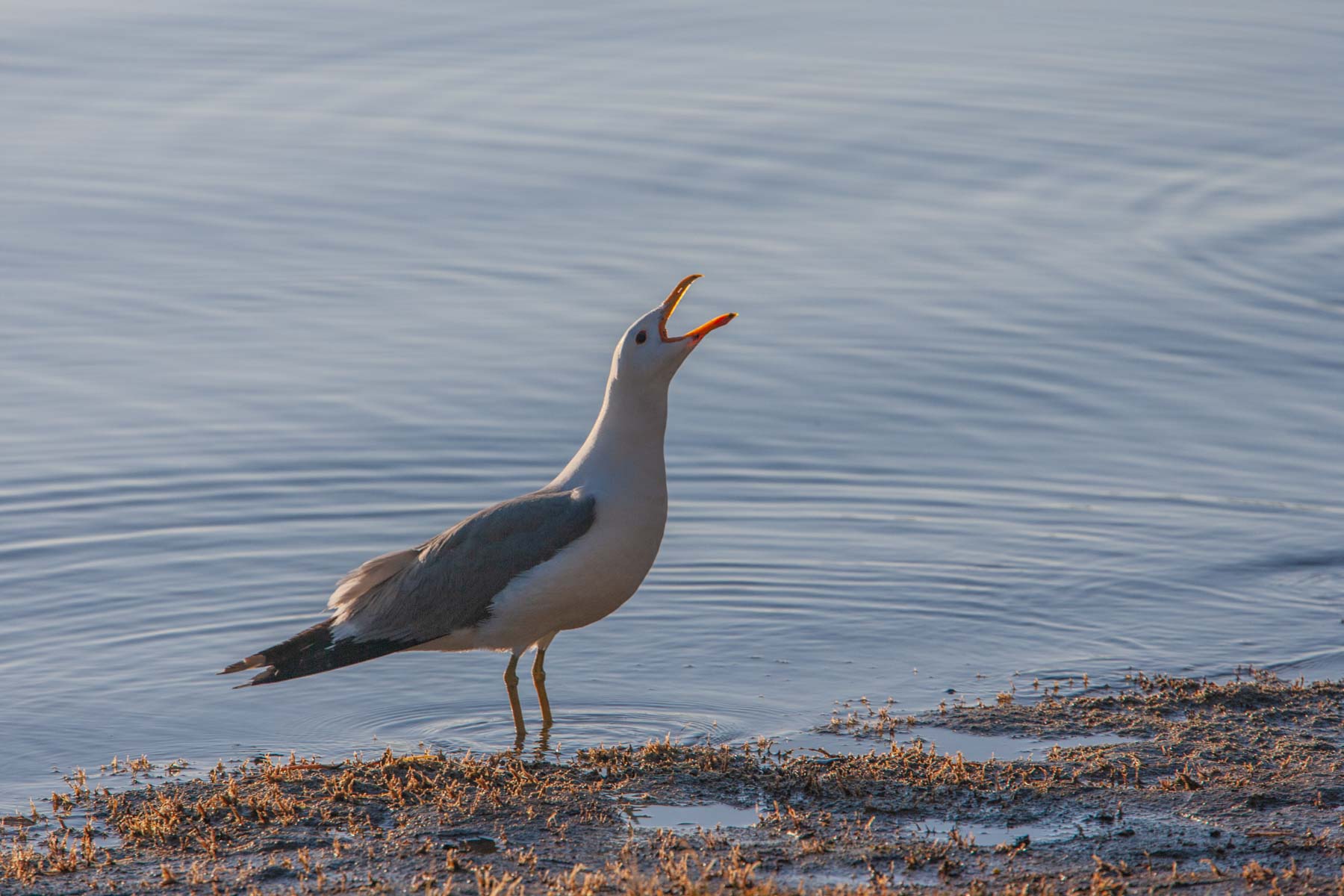 Seagull squealing at Mono Lake, California
