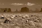 Herd of Sheep in Monument Valley Arches Area